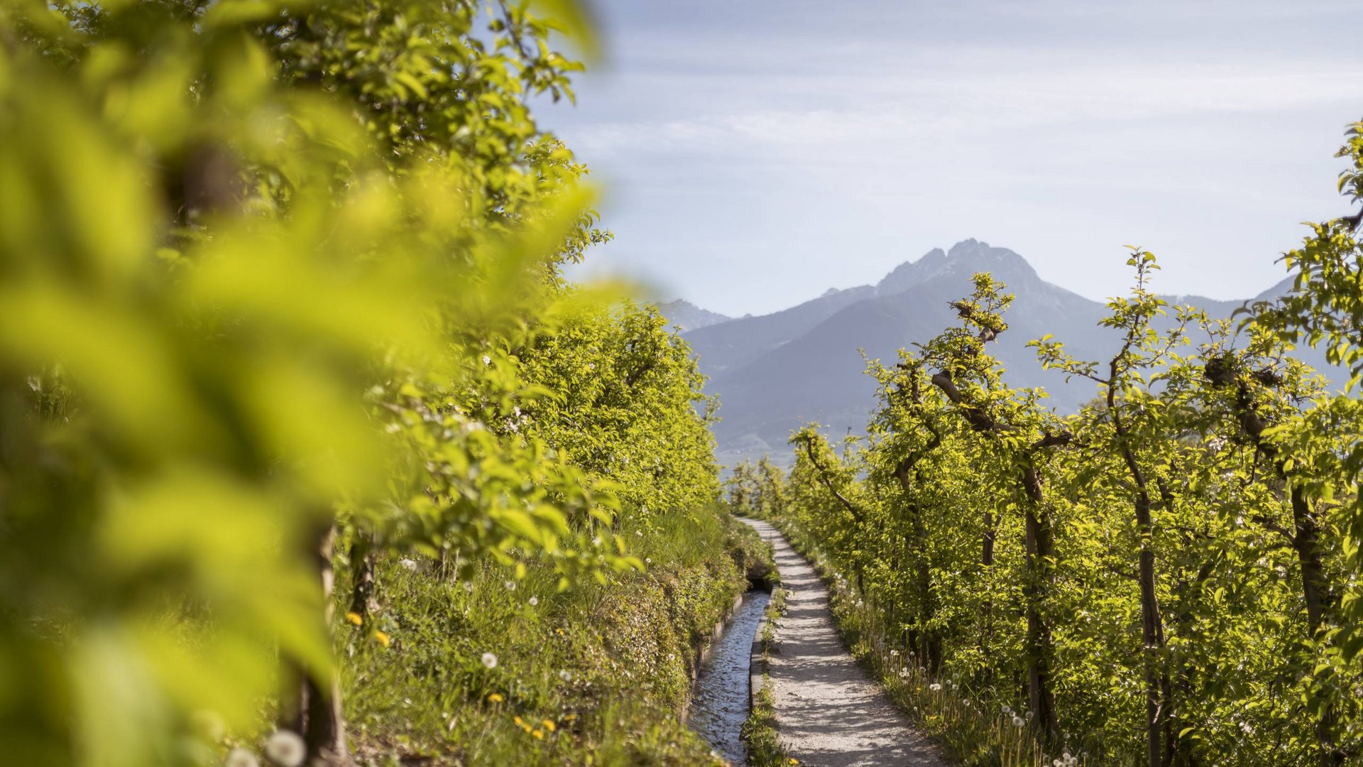 Hotel im Burggrafenamt ➨ Burggräflerhof in Meran Wanderweg entlang grüner Bäume mit Bergblick im Hintergrund