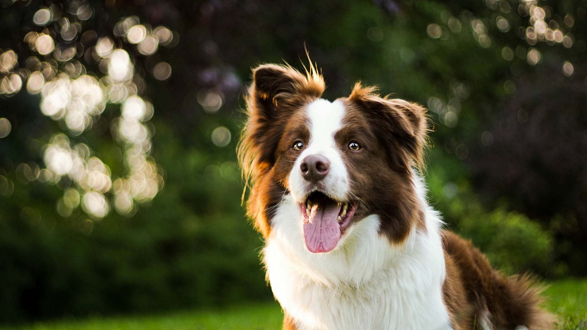 Hotelurlaub mit Hund in Meran: Burggräflerhof Hotelurlaub mit Hund in Meran: Burggräflerhof