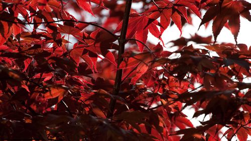 autunno