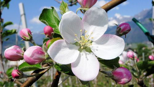 Natura