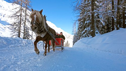 Gita in carrozza